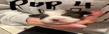 Lhasa Apso 4