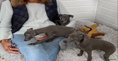 Italian Greyhound dogs - Advert 3
