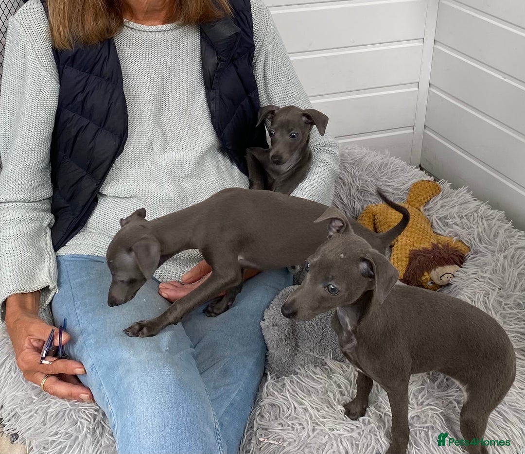 Italian Greyhound dogs for sale: ITALIAN GREYHOUND PUPPIES  - Image 3