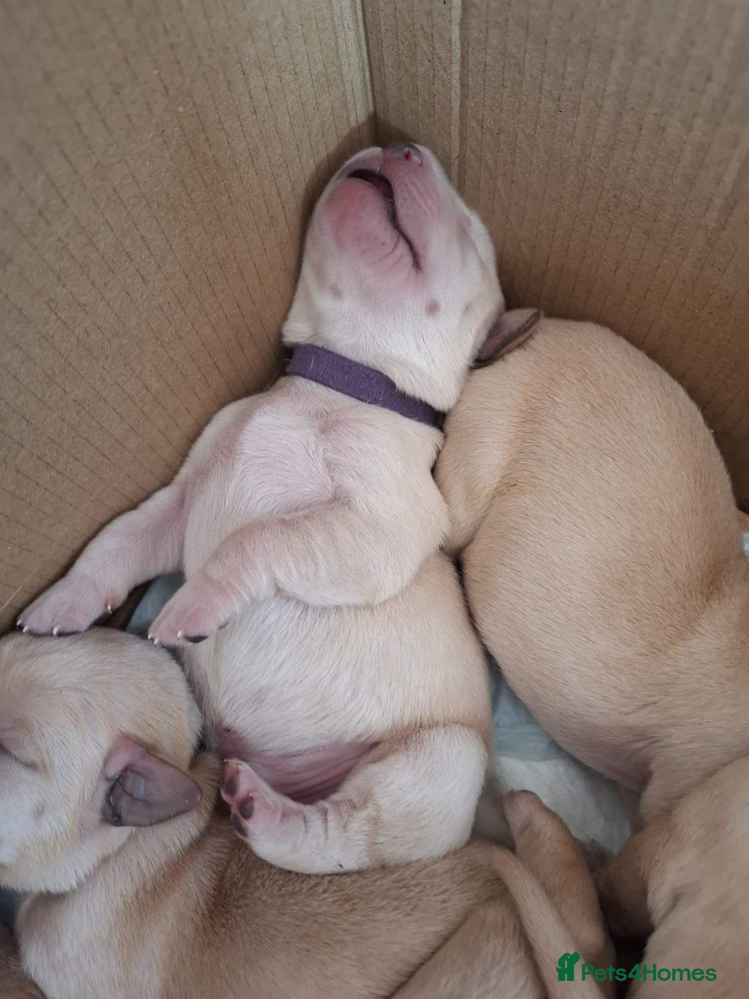 Labrador Retriever dogs Beautiful Kennel Club Registered Labrador Puppies - Advert 9