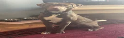 Staffordshire Bull Terrier dogs for sale: 6 Beautiful Puppies - Advert 2