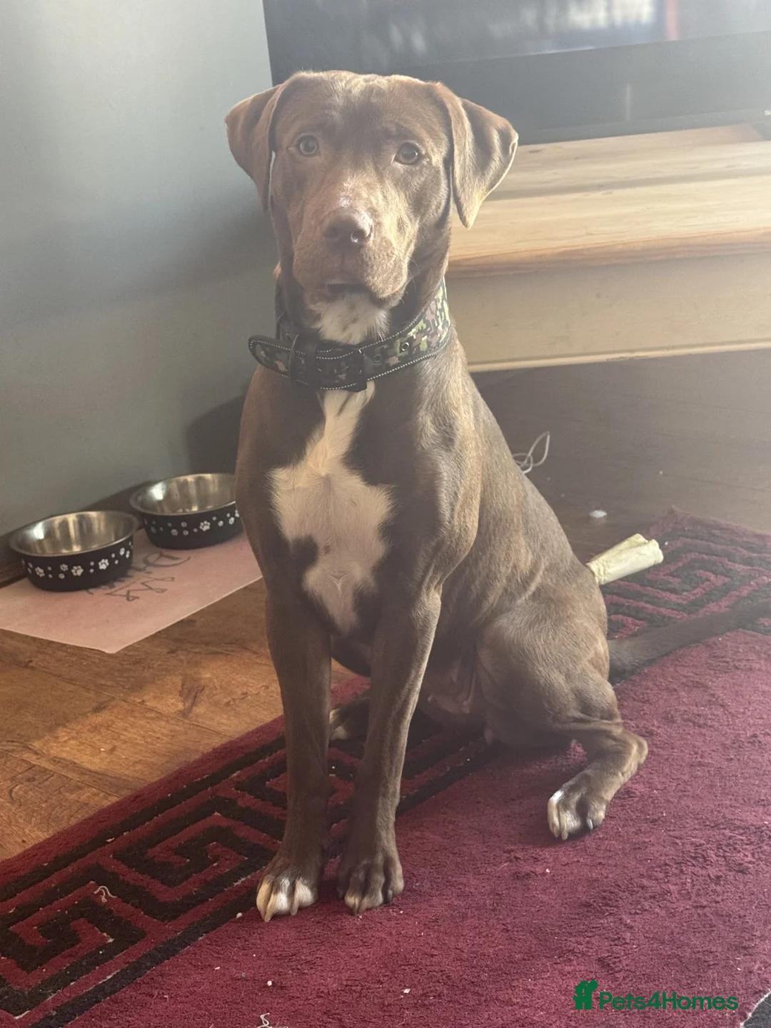 Staffordshire Bull Terrier dogs for sale: 6 Beautiful Puppies - Advert 2