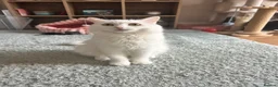 Persian cats for sale: Beautiful kittens  - Advert 14