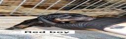 Mixed Breed dogs for sale: Rottweiler X German Shepherd X Staffy Puppies in Beauly - Advert 6