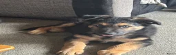 Mixed Breed dogs for sale: 10 week old male German shepherd x border collie  - Advert 5