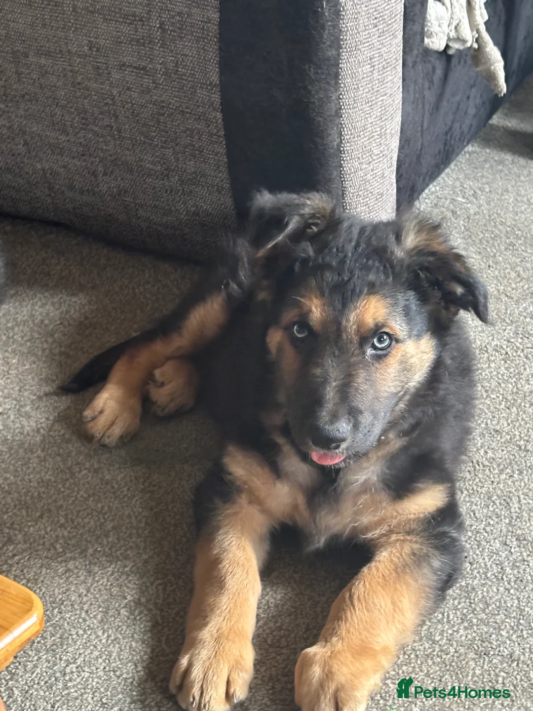 Mixed Breed dogs for sale: 10 week old male German shepherd x border collie  - Advert 5