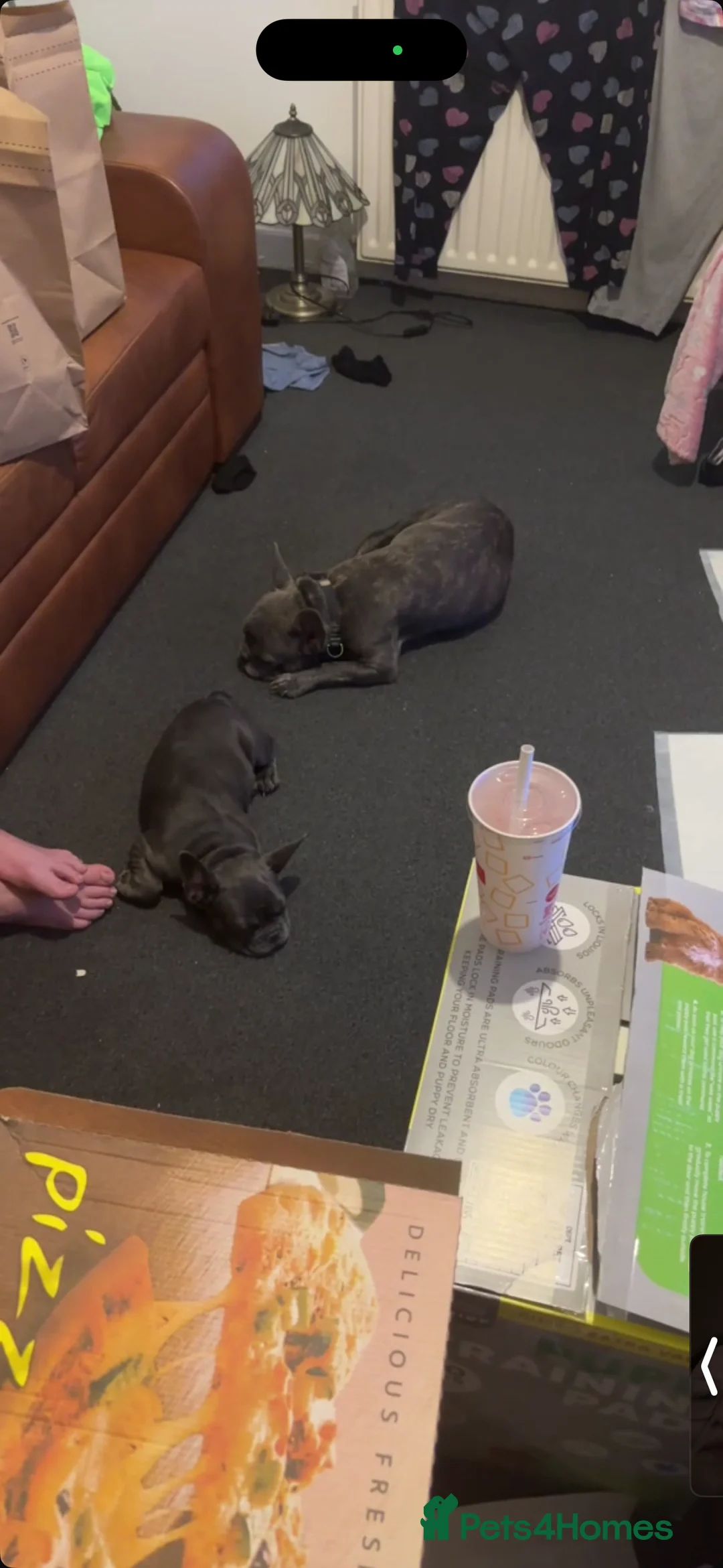 French Bulldog dogs for sale: Frenchie pups for sale - Advert 2