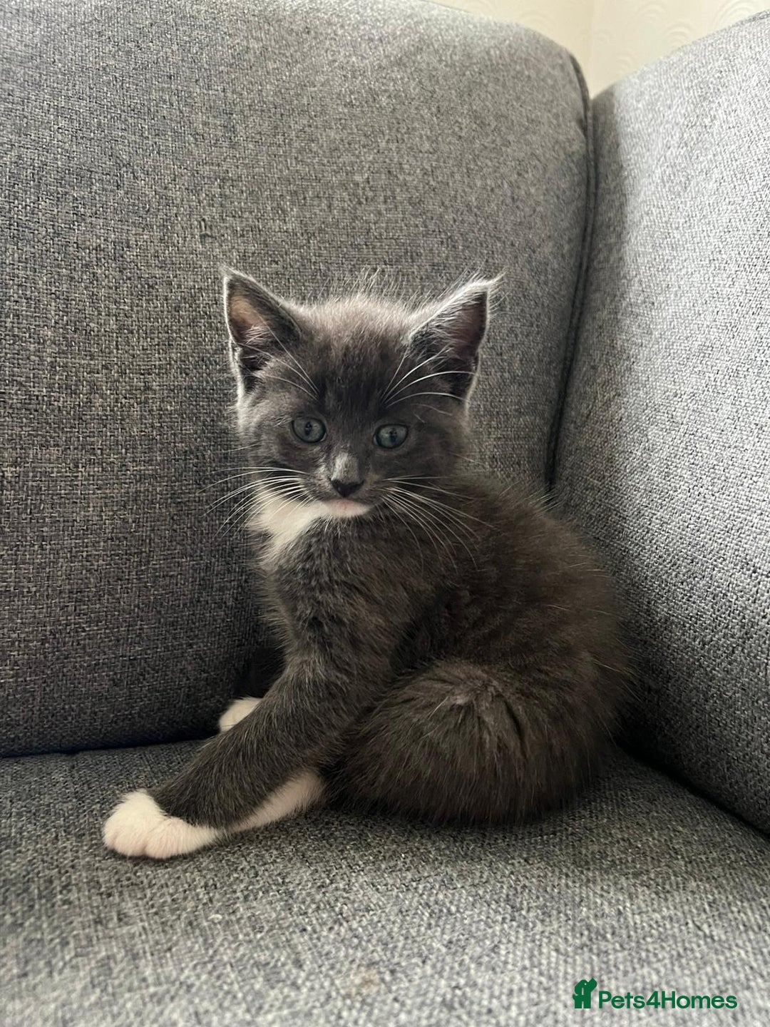 Maine Coon cats for sale: Little Half Main Coons - Advert 14