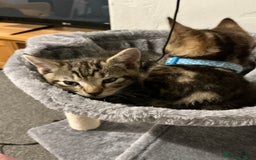 Mixed Breed cats for sale: 2 tabby males - Image 5