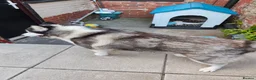 Siberian Husky dogs for sale: Siberian husky  - Advert 6