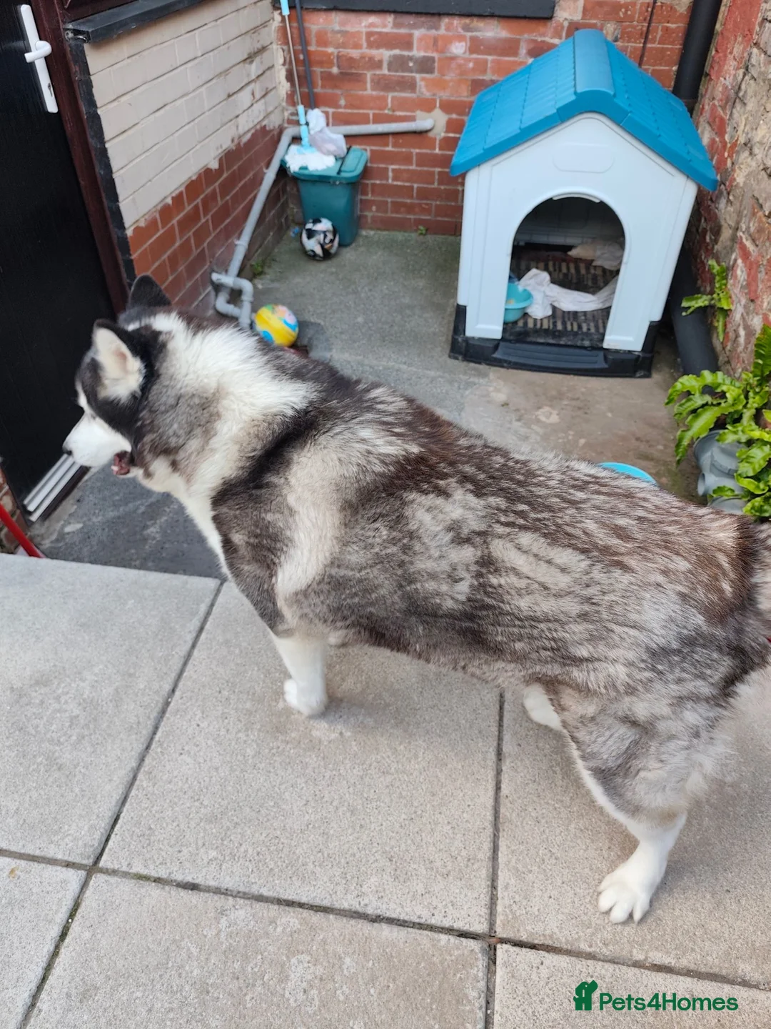Siberian Husky dogs for sale: Siberian husky  - Advert 6