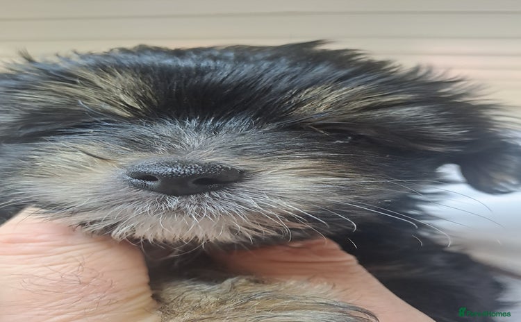 Yorkshire Terrier dogs - Advert 1