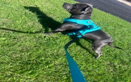 Staffordshire Bull Terrier dogs for sale: Blue Staffordshire bull terrier puppies  - Image 19