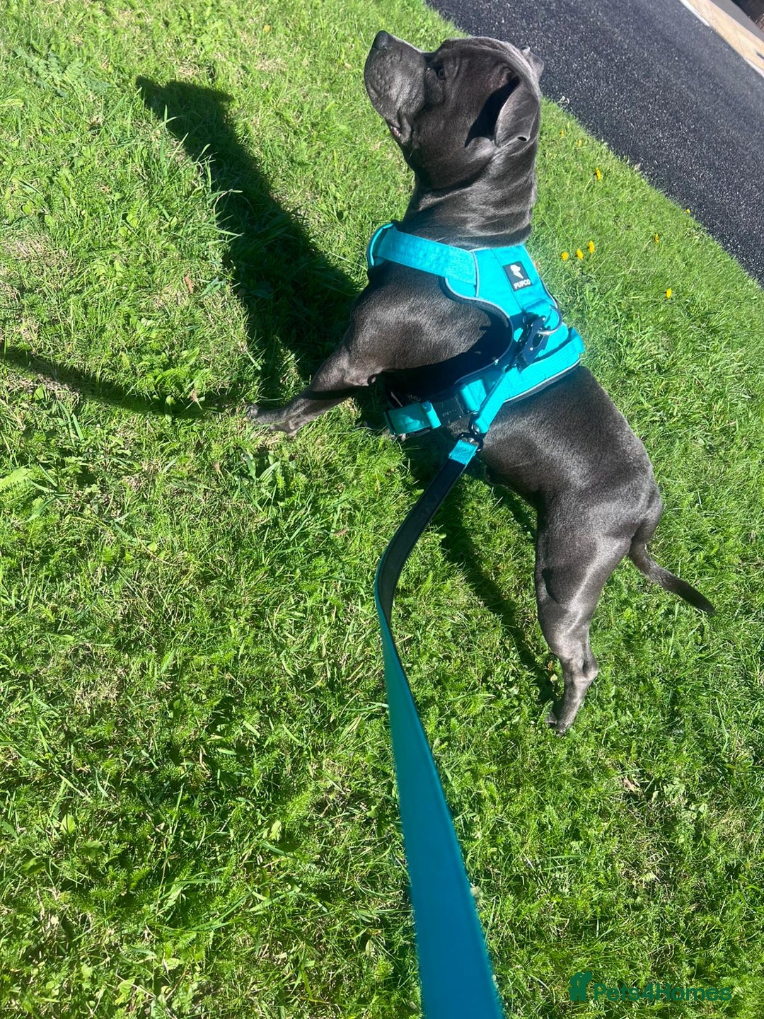 Staffordshire Bull Terrier dogs for sale: Blue Staffordshire bull terrier puppies  - Image 19