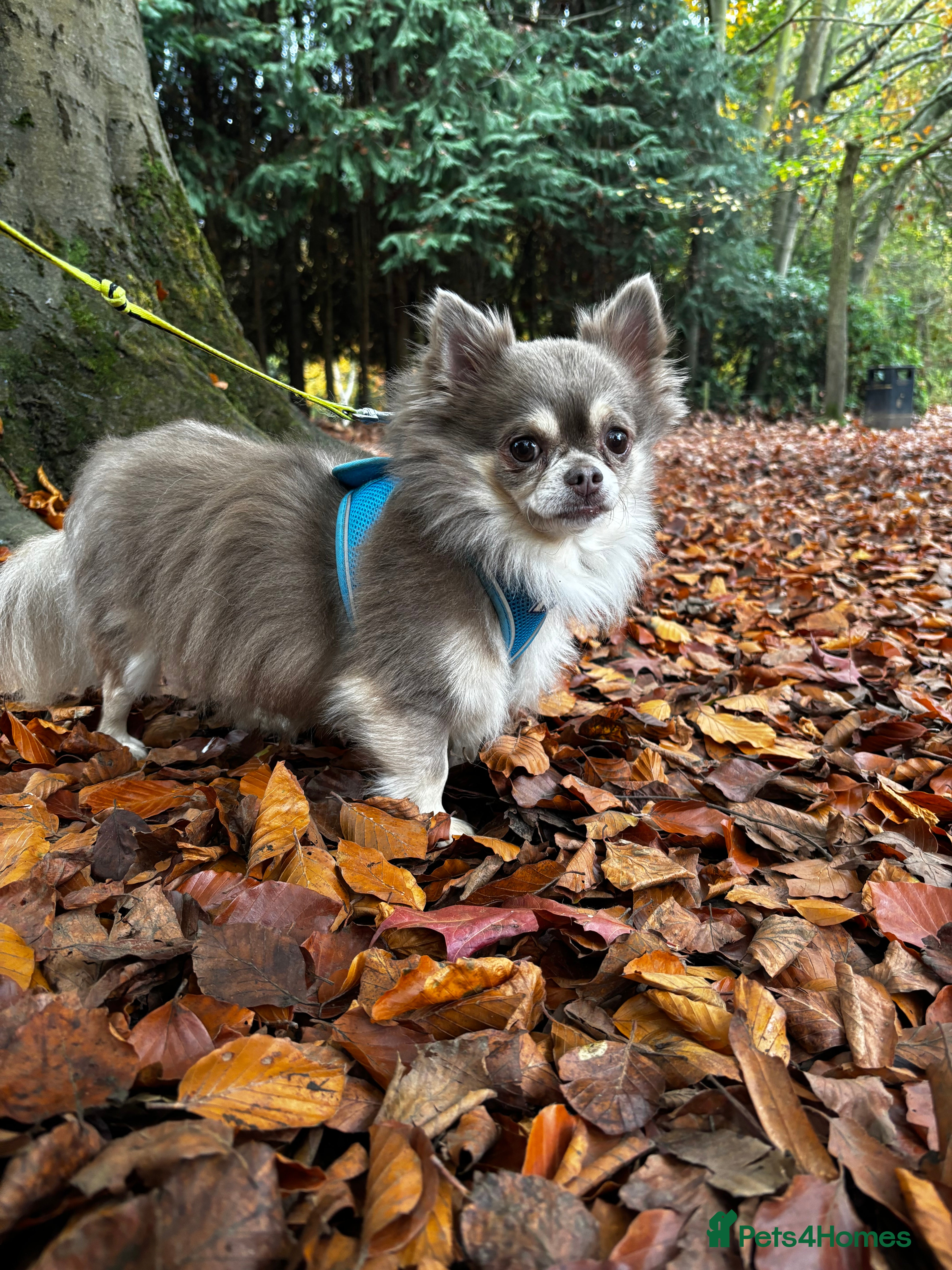 Chihuahua dogs Long haired Chihuahua for stud in Derby - Advert 2