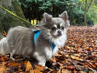 Chihuahua dogs Long haired Chihuahua for stud in Derby - Advert 9