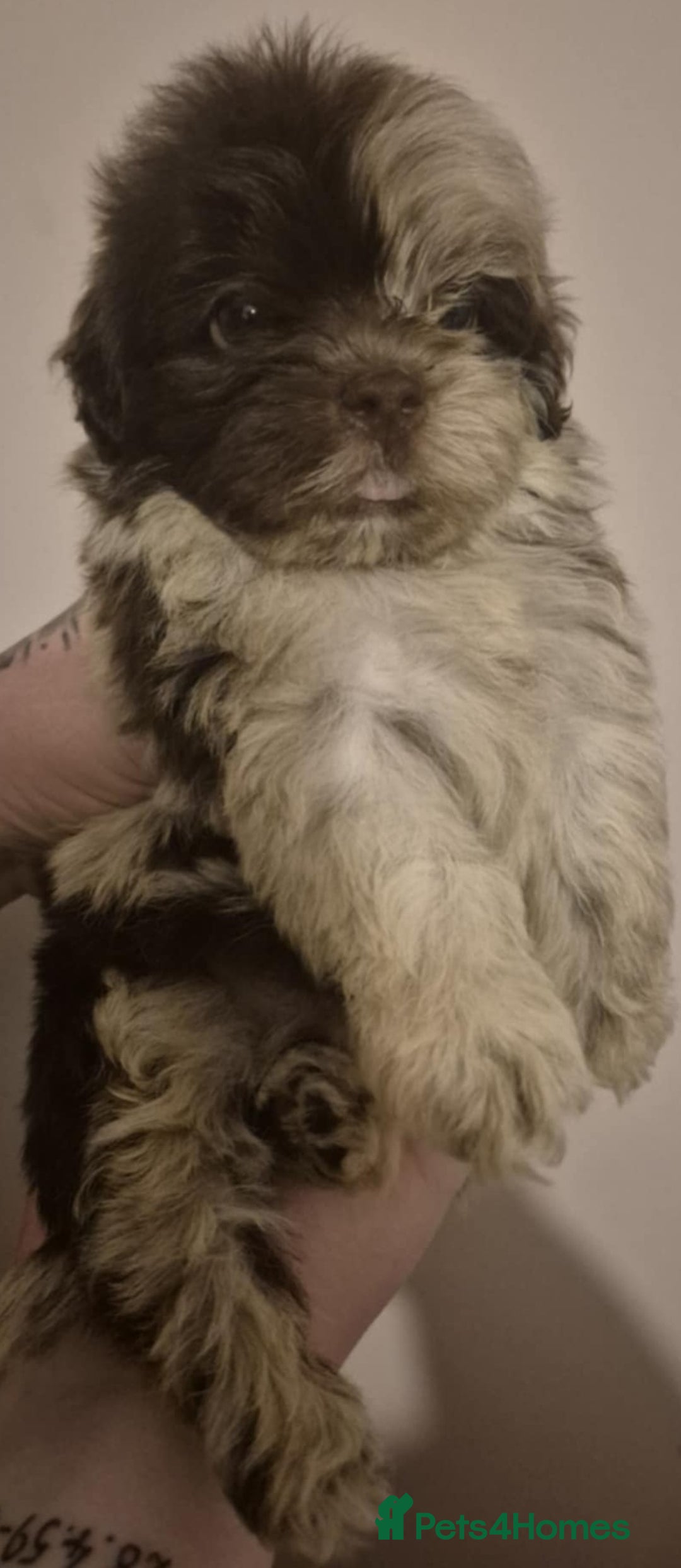 Shihpoo dogs for sale: Beautiful Chocolate & Tan Girl Ready Next Week  - Image 5