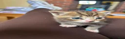 Mixed Breed cats for sale: 4 male kittens for sale  in Meifod - Advert 8