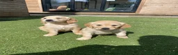 Golden Retriever dogs for sale: 1 Beautiful Golden Retriever Girl Left 😍🩷 - Advert 7