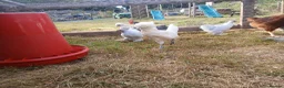 Chickens poultry for sale: Young bantam pullets - Advert 2