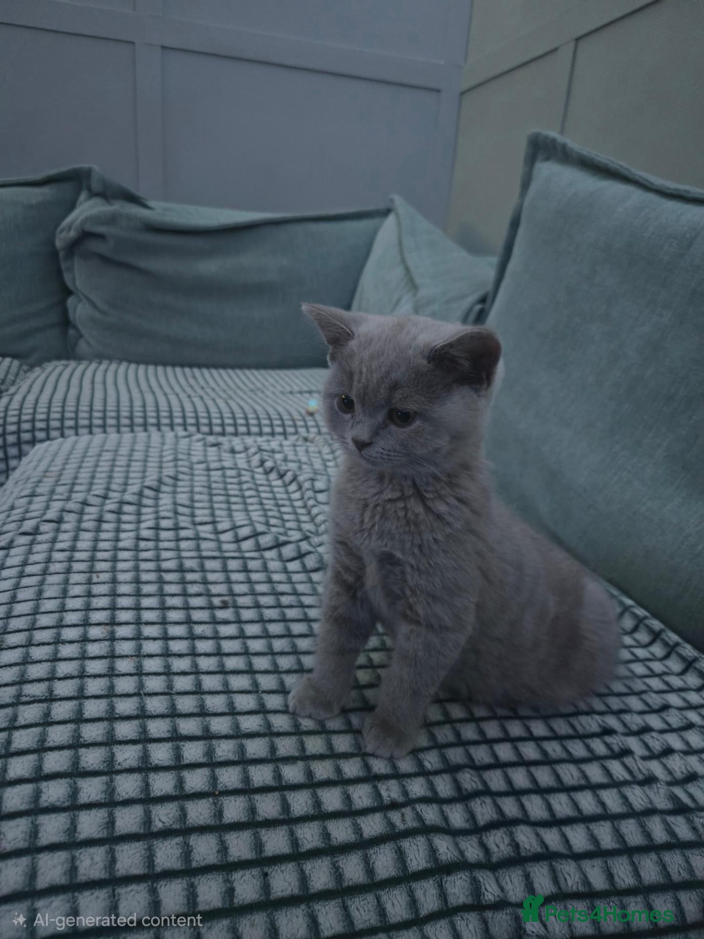 British Shorthair cats for sale: 2 boys available British shorthairs ready now  - Advert 22
