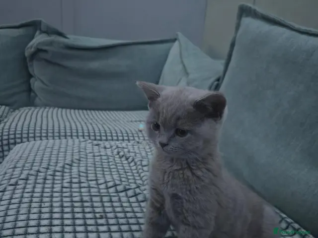 British Shorthair cats for sale: 2 boys available British shorthairs ready now - Advert 22
