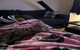 Domestic Shorthair cats for sale: Please help me rehome my little baby.  - Image 3