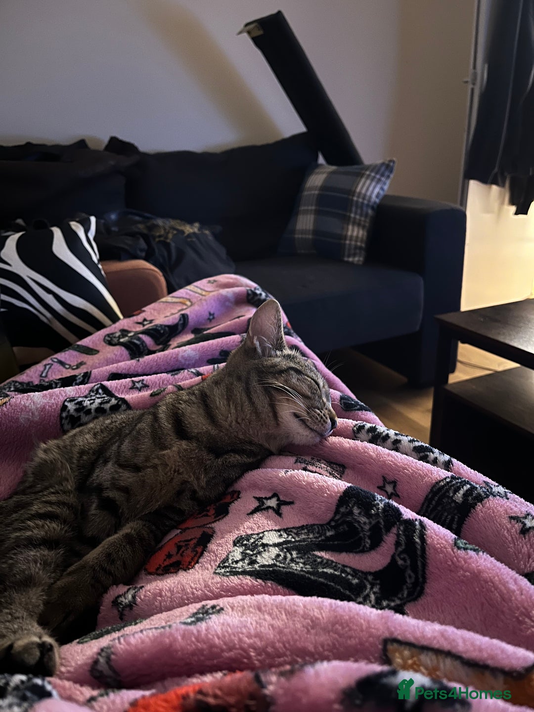 Domestic Shorthair cats for sale: Please help me rehome my little baby.  - Image 3