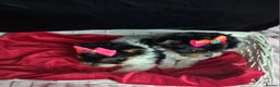 Biewer Terrier dogs for sale: Beautiful 2 mini girls - Advert 5