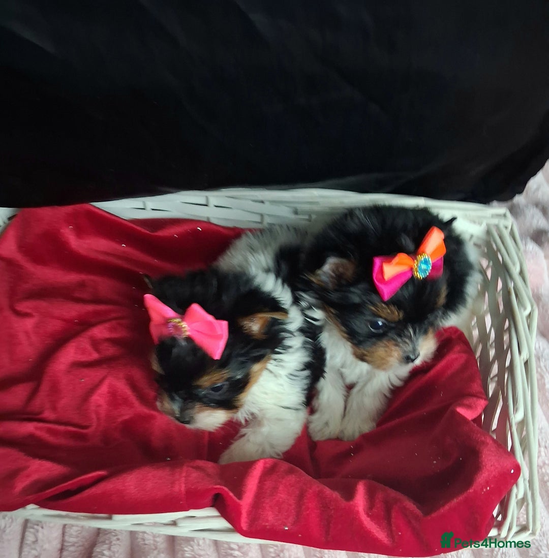 Biewer Terrier dogs for sale: Beautiful 2 mini girls - Advert 5