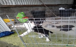 Border Collie dogs for sale: Border collie dog pup for sale  - Image 3