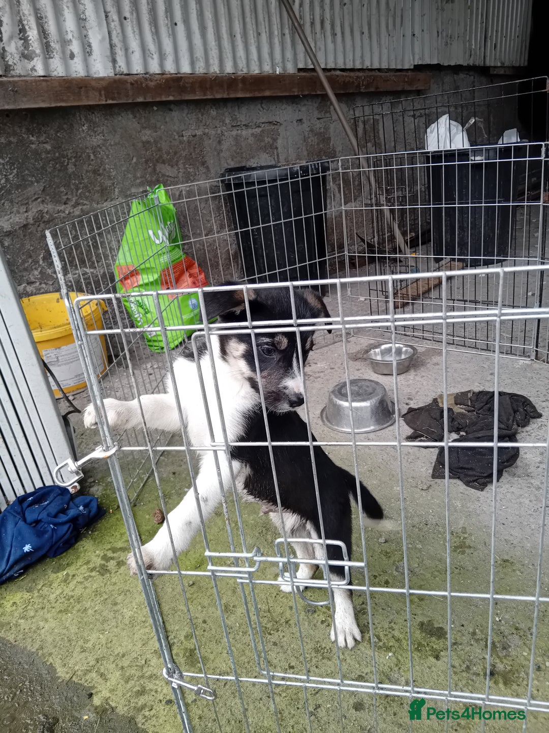 Border Collie dogs for sale: Border collie dog pup for sale  - Image 3