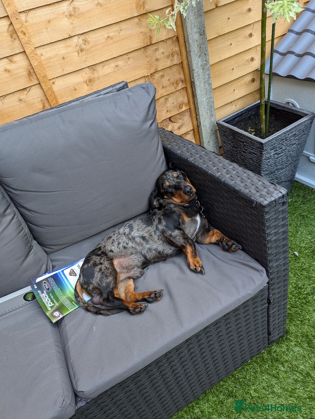 Miniature Dachshund dogs for sale: 3 years old mini dachshund  - Advert 2