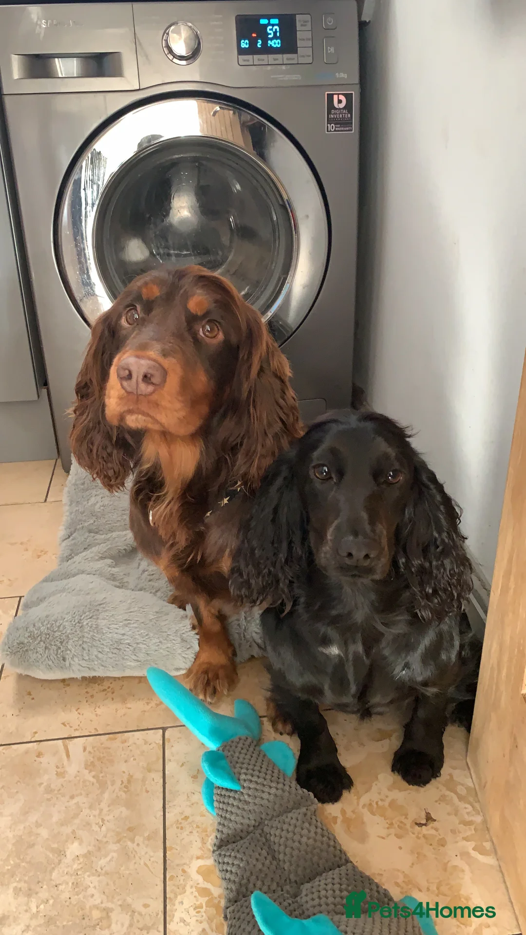 Cocker Spaniel dogs for stud: Proven Stud - Working Cocker Spaniel in Middlewich - Advert 28