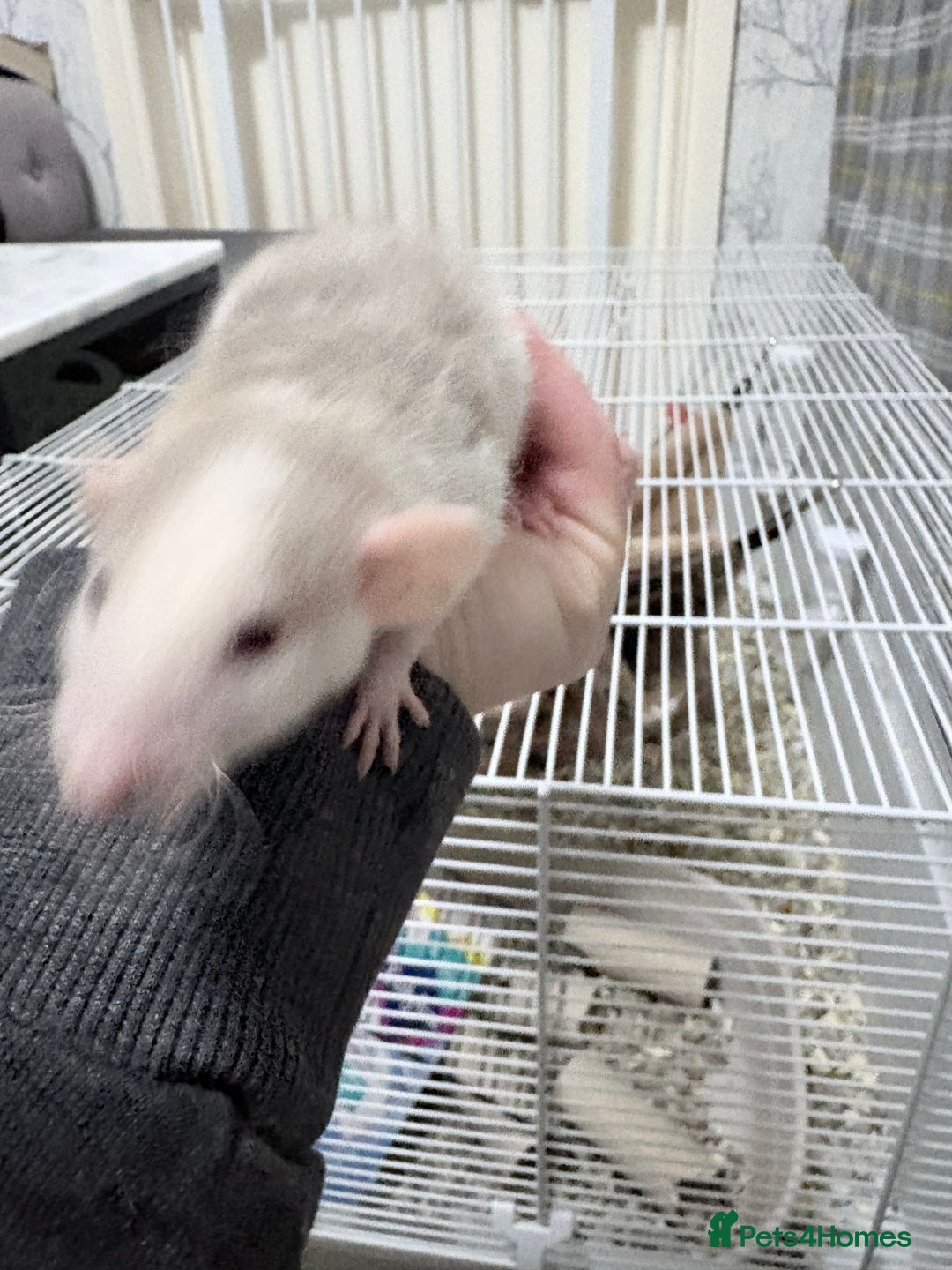 Rat rodents for sale: Beautiful male dumbo/husky baby rats - Advert 13