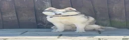 Siberian Husky dogs for stud: Proven Siberian Husky Stud - Advert 5