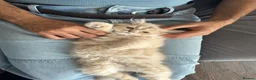 Persian cats for sale: An absolute joy  in York - Advert 6