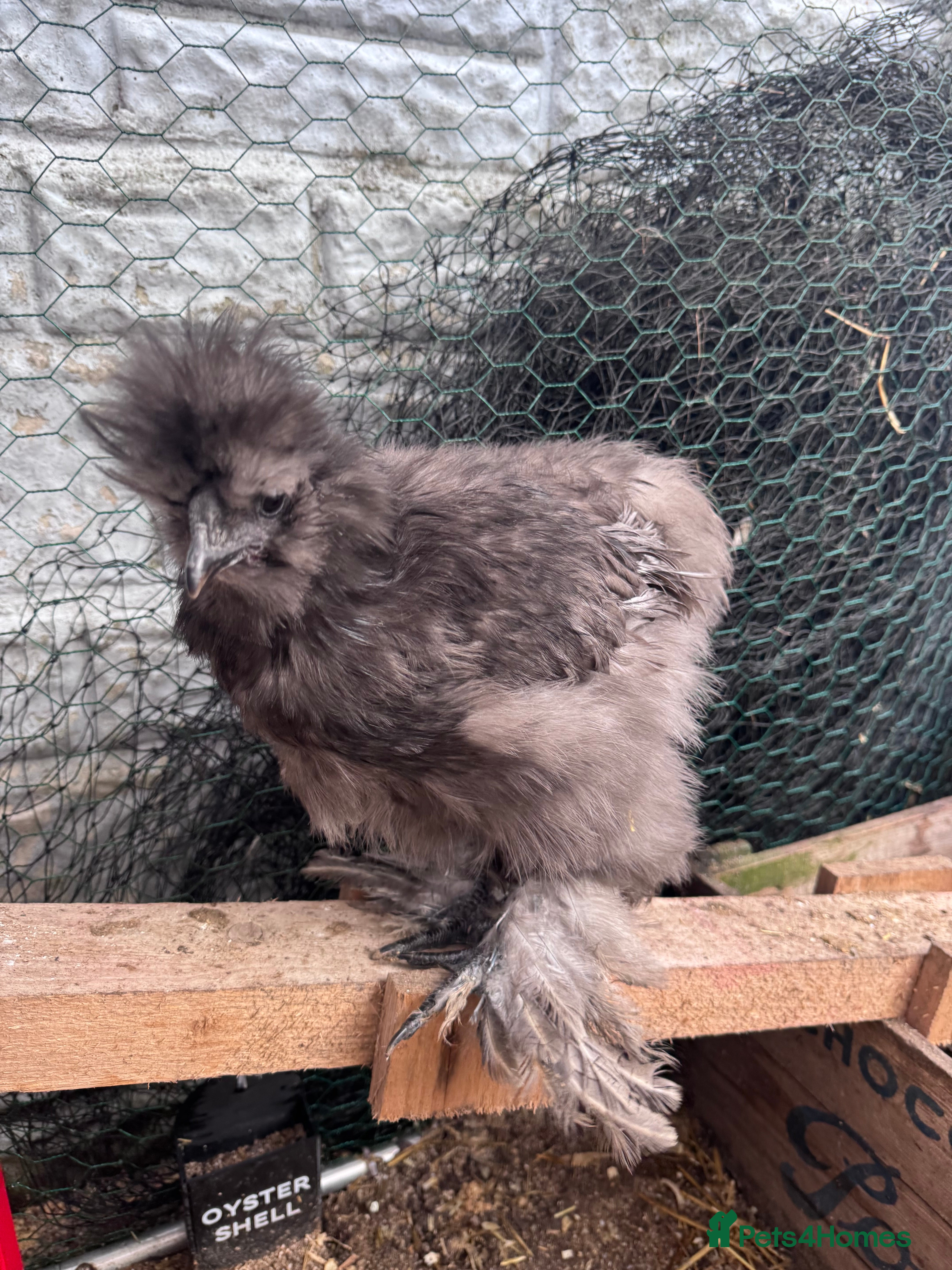 Chickens poultry Blue Silkie Rooster - Advert 6