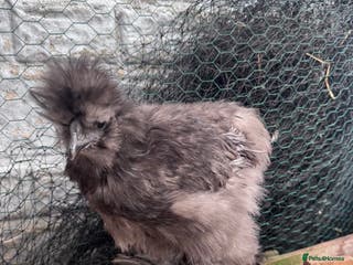Chickens poultry Blue Silkie Rooster - Advert 6