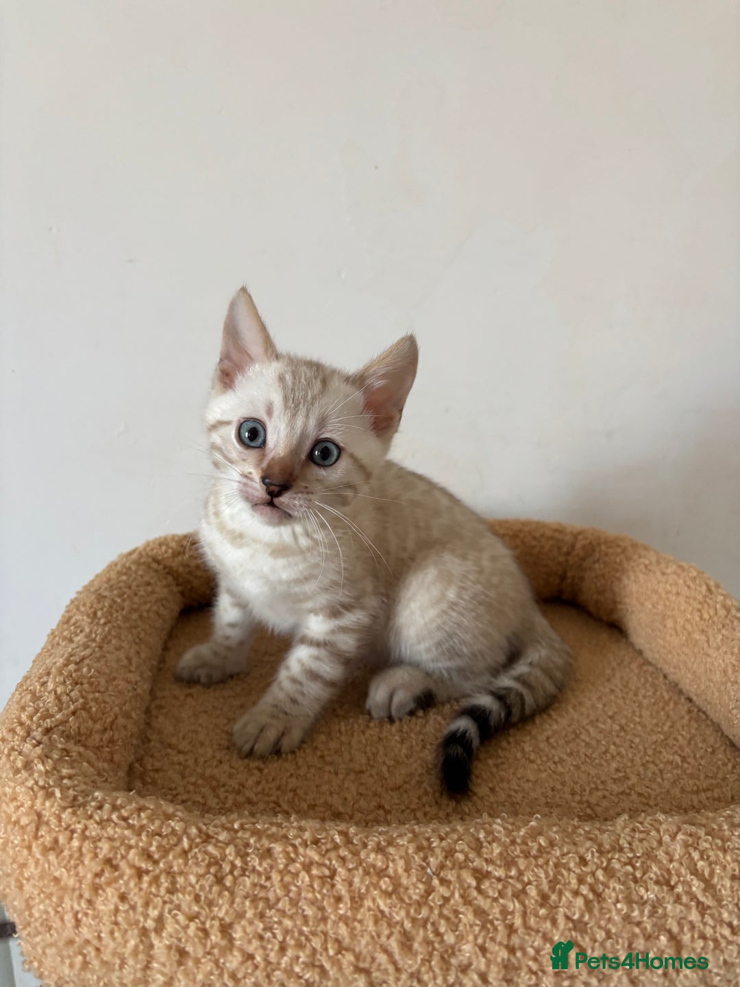 Bengal cats for sale: Snow and Brown boy TICA bengal kittens  - Image 18