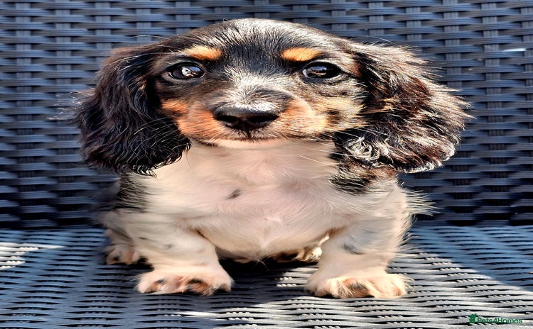 Miniature Dachshund dogs - Advert 1