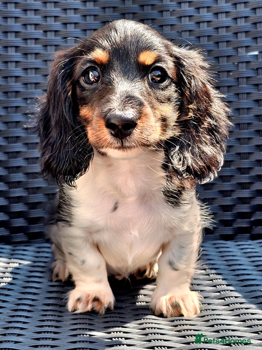 Miniature Dachshund dogs for sale: Female Miniature Long Haired Dachshunds Available - Image 1