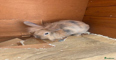 Mixed Breed rabbits - Advert 4