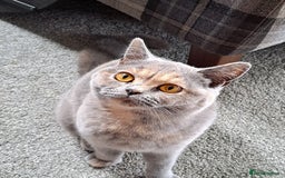 British Shorthair cats for sale: GCCF British shorthair kittens  - Image 5