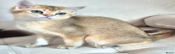British Longhair cats for sale: British Longhair/Shorthair black golden shaded  - Advert 9