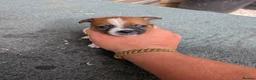 Jack Russell dogs for sale: Mini jack Russell  - Advert 3