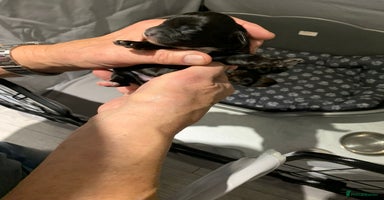 Mixed Breed dogs - Advert 1