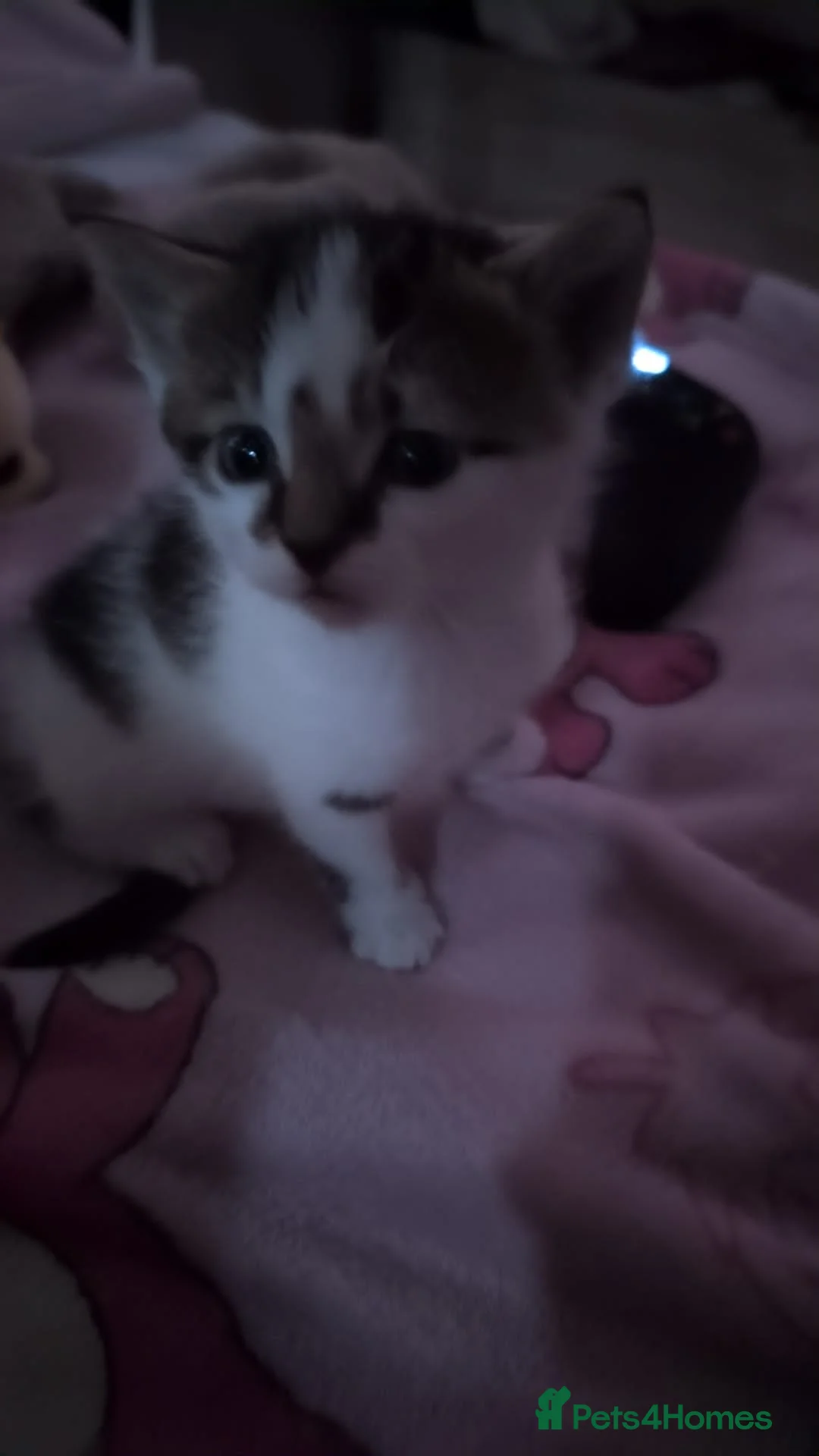Mixed Breed cats for sale: Gorgeous kitten very playful in Darlington - Advert 2