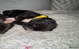 Mixed Breed dogs for sale: Cane corso mix Akita  - Image 7