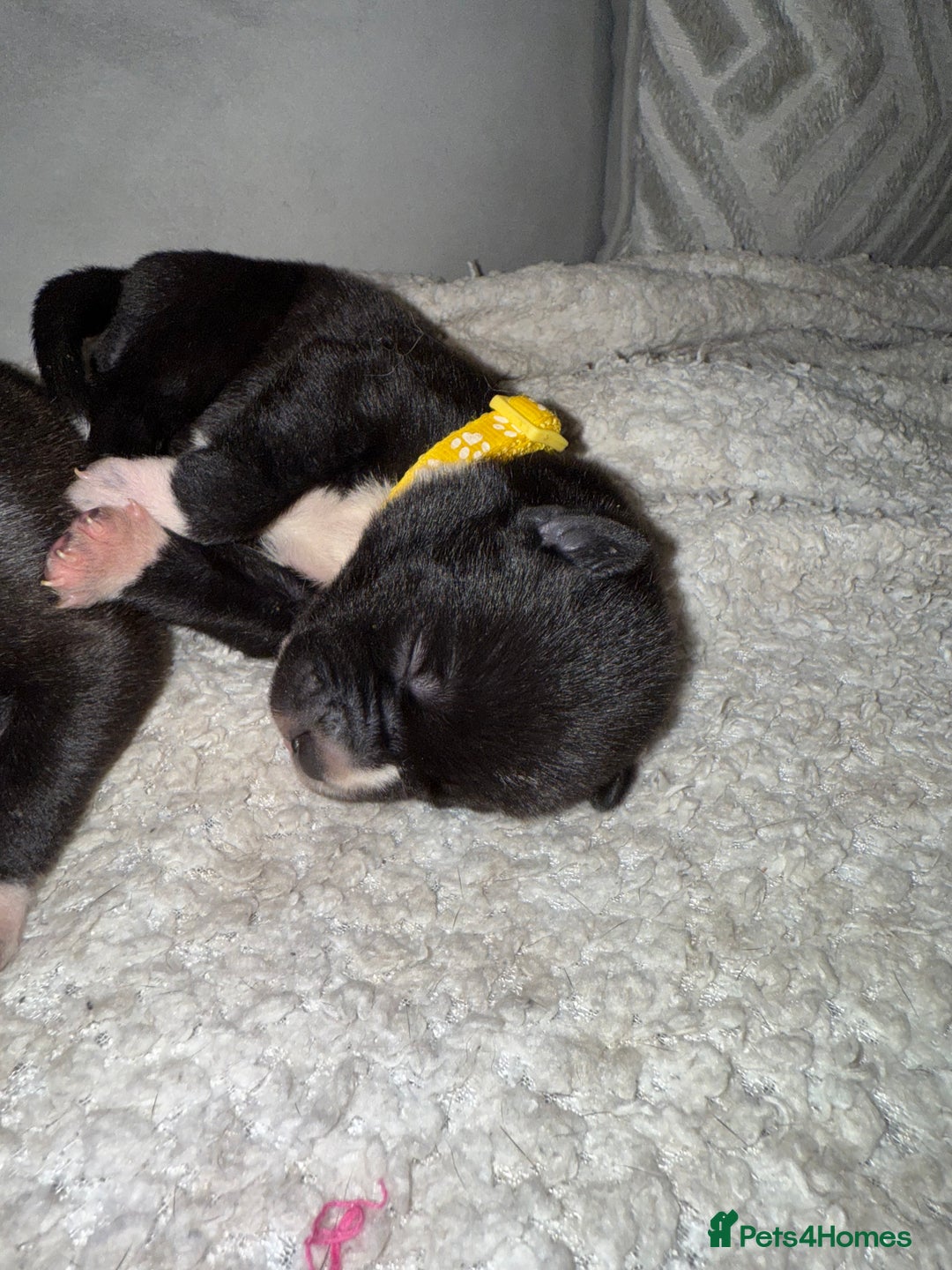Mixed Breed dogs for sale: Cane corso mix Akita  - Image 7